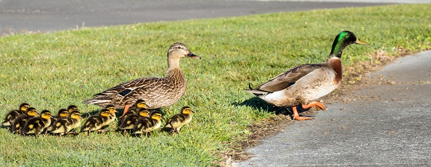 Family of ducks. Photo / Ross Gordon Henry